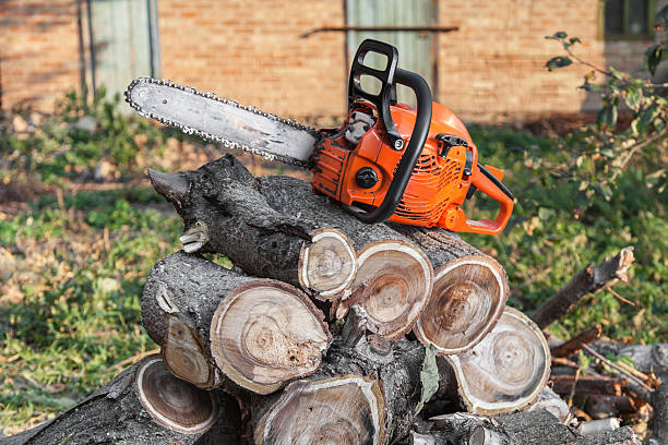 Best Large Tree Removal  in Combe, LA